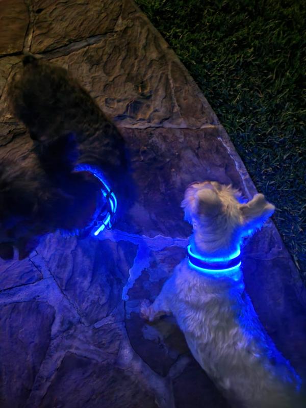 Nite-Ize Collare luminoso ricaricabile - tg. L - BLUE - All4Pet - Tutto per  i vostri Animali