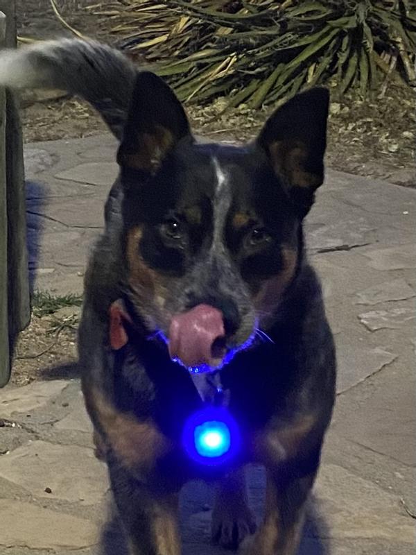 SpotLit® Rechargeable Collar Light - Disc-O Tech™