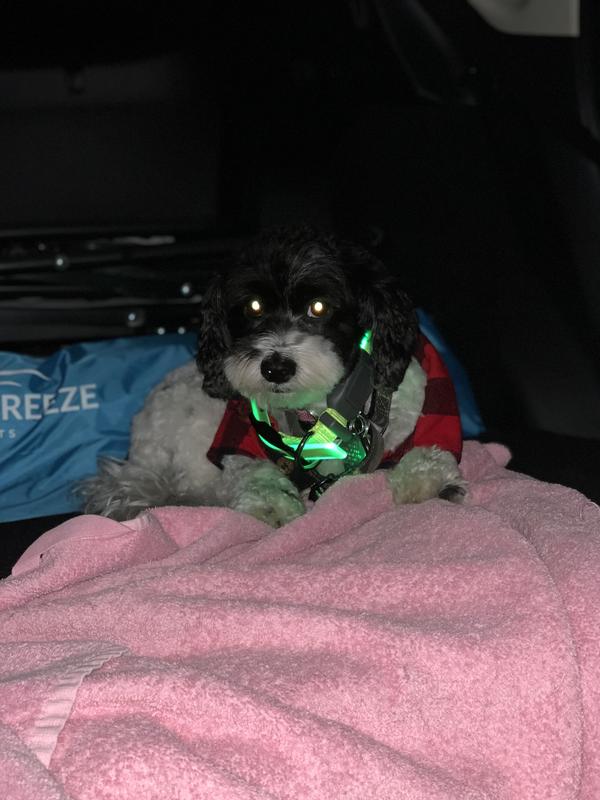 NITE IZE NiteDawg Collare luminoso a LED per cani taglia grande