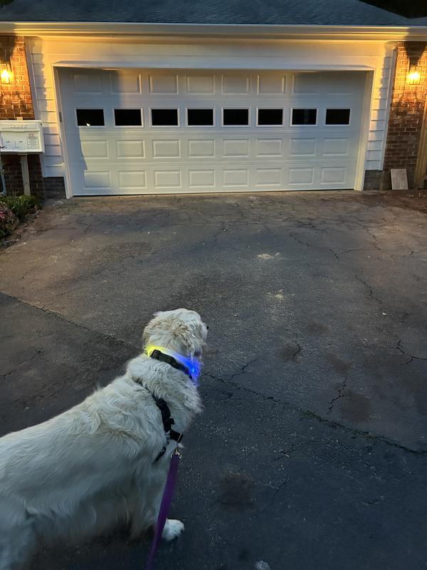 Doggie Disco Collar