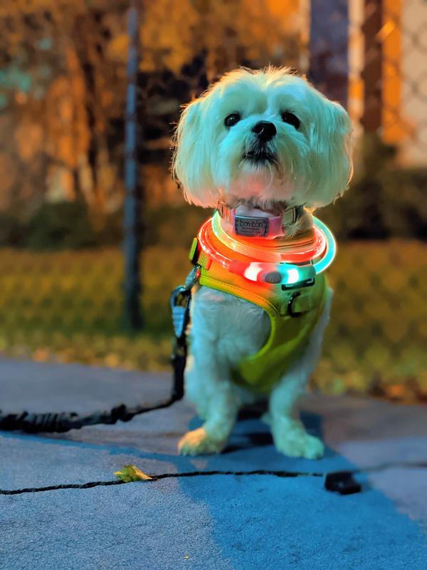 Nite ize nitehowl led best sale safety necklace