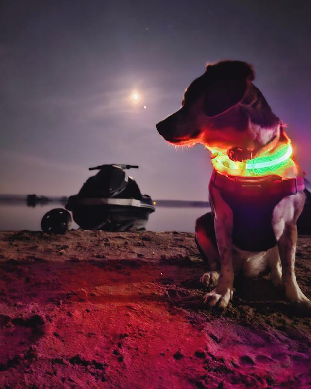 Hazel, 5y/o beagle