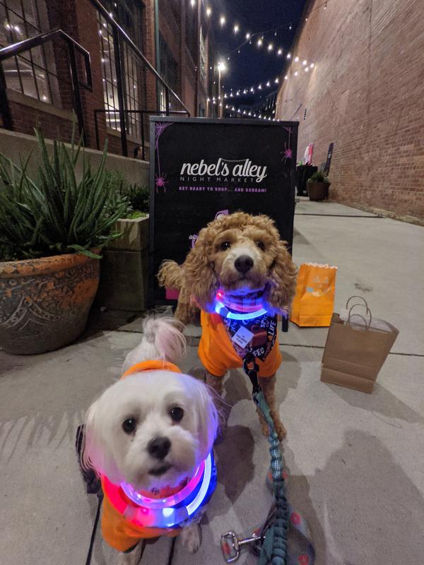 NITE IZE, NITEHOWL® Rechargeable Led Safety Dog Necklace in Mini