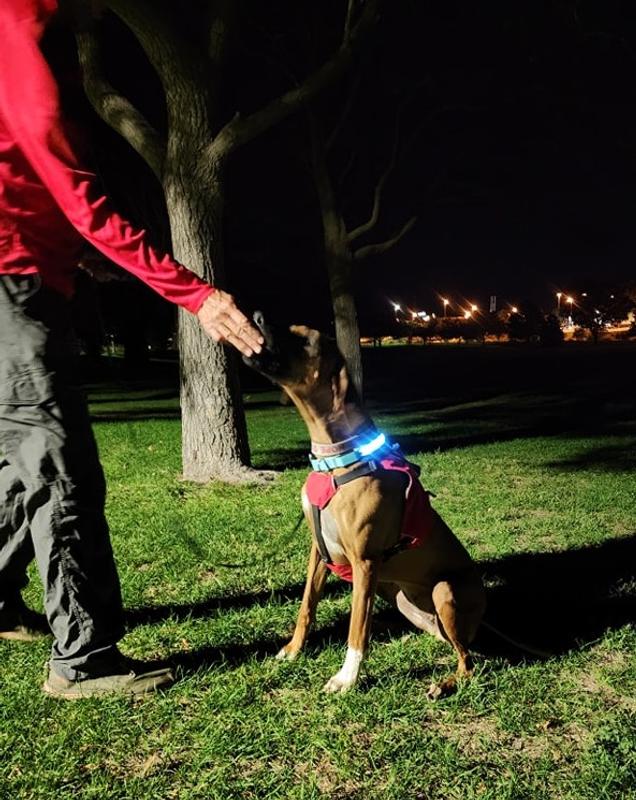 Nite Ize Nite Ize NiteDog Rechargeable LED Collar - Medium - NDCRM-17-R3