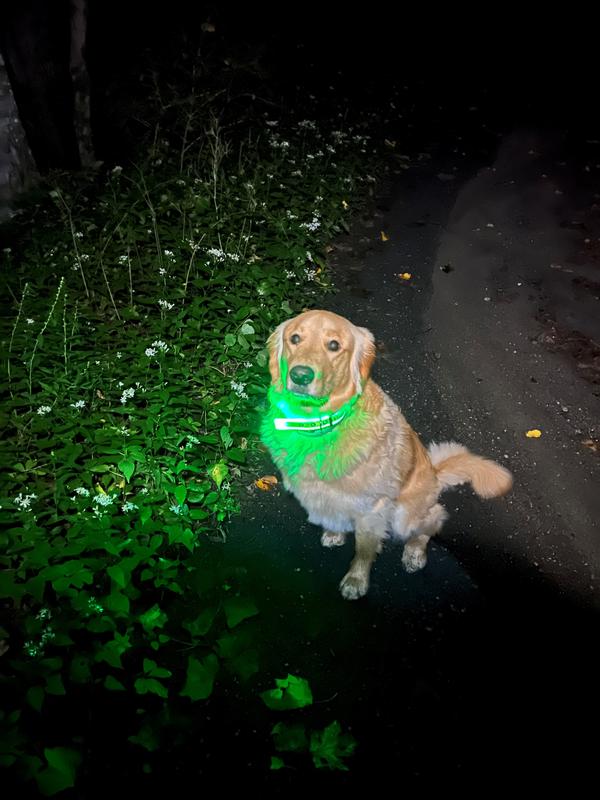 NiteDog® Rechargeable LED Collar