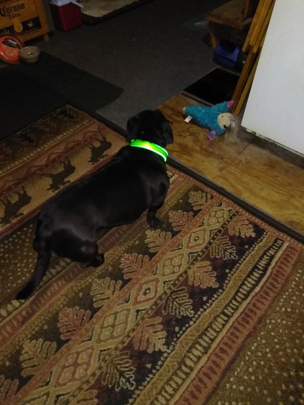 NITE IZE NiteDawg Collare luminoso a LED per cani taglia grande