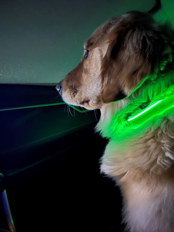 Collar Para Perro Nite Ize Con Luz Led Recargable Color Verde