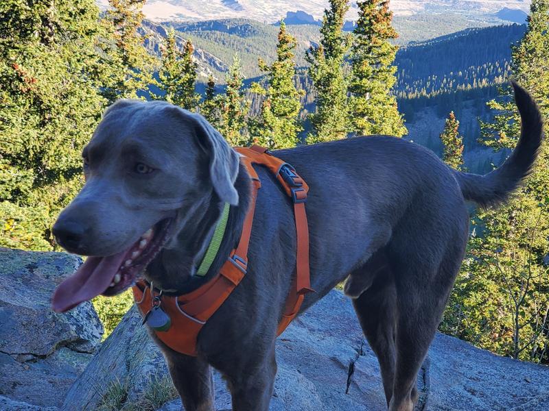 Collier lumineux à DEL Nite Ize Spotlit pour chiens, résistant à l