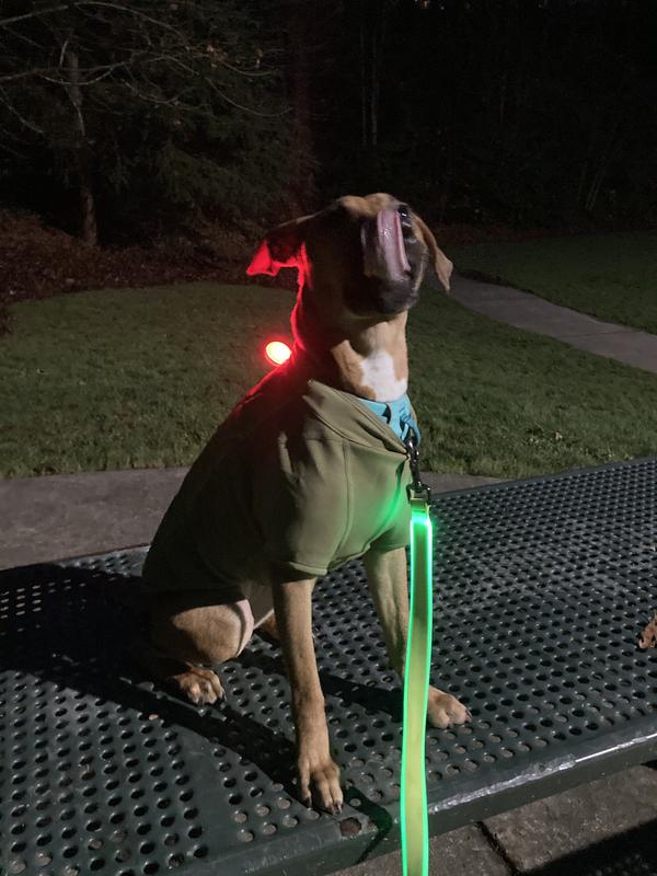 Best led dog leash hotsell