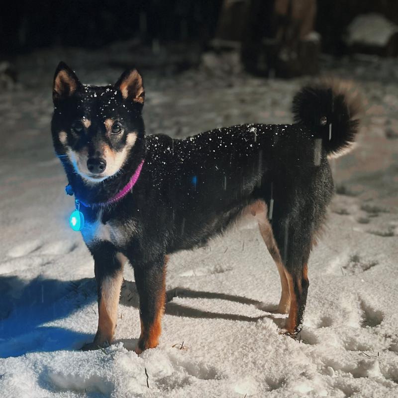 Suzu (Shiba Inu)