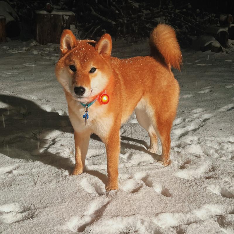 Yoshi (Shiba Inu)