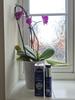 My moisturiser on bathroom window sill