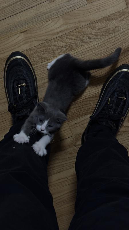 Smoky likes the shoes too