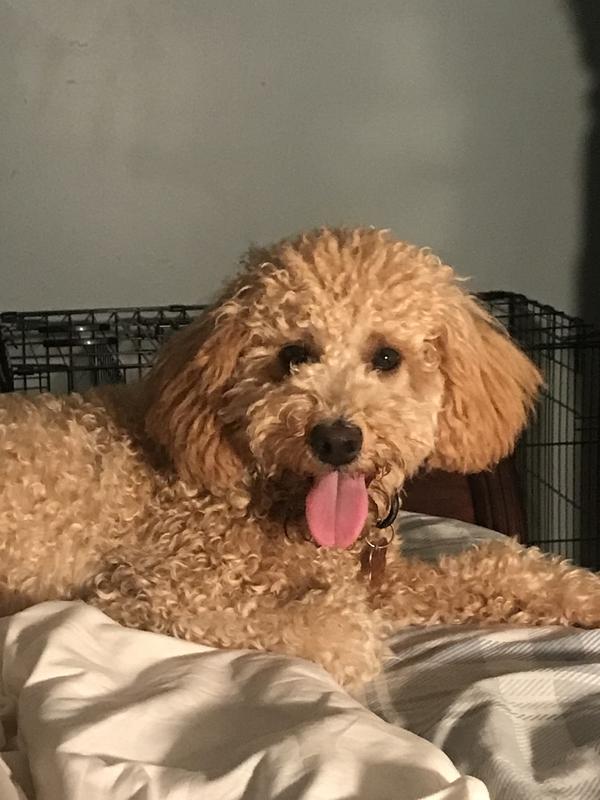 Golden doodle