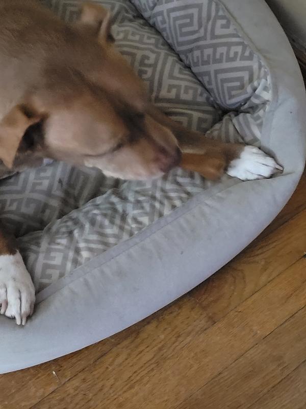 N-Bone® PupperNutter® Dental Bones – NPIC