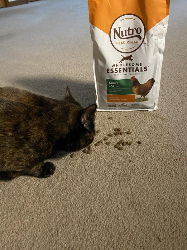 Nutro feed clean cat food cheap reviews