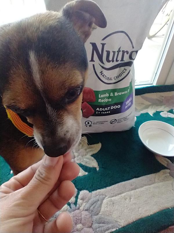 Meijer nutro dog clearance food