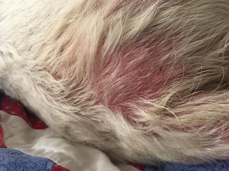 Allergic reaction to gluten found in Ultra “meals”