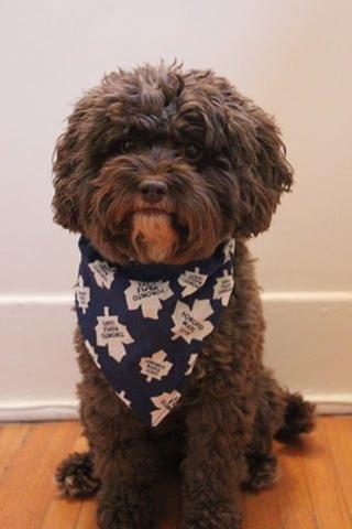 Nutro and Maple Leafs fan