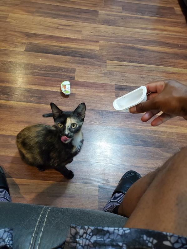 Cats love it.