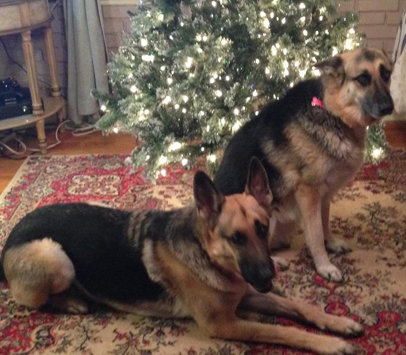 Ceazar in front, Rayne in back Christmas 2015