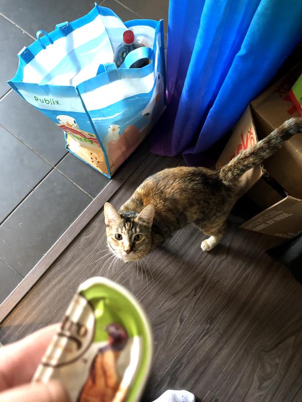 Cat excited to try food