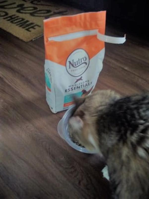 Nutro Wholesome Essentials Natural Dry Cat Food Indoor Cat Adult