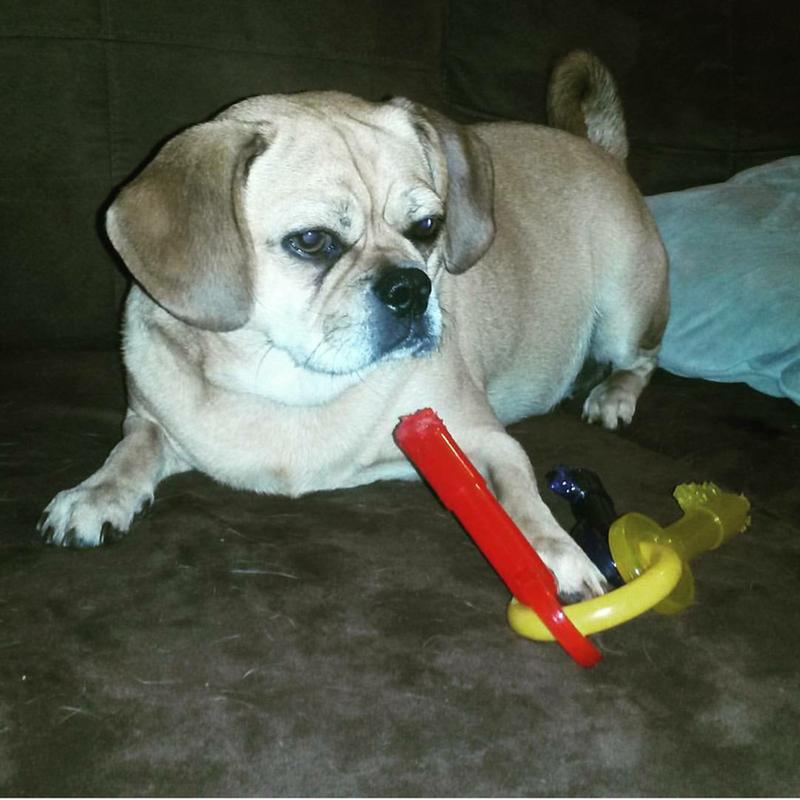 Paisley, our 4 year old puggle
