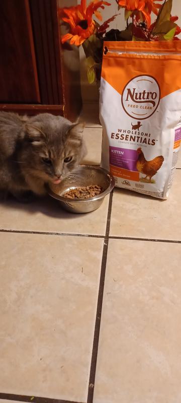 Nutro cat food outlet calories