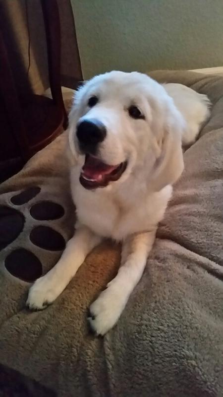 Our "English Golden Reteriver", Sadie