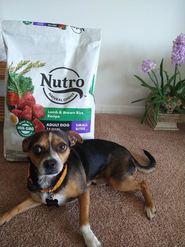 Nutro lamb and rice puppy reviews sale