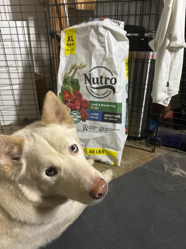 Nutro dog hot sale food 40lb