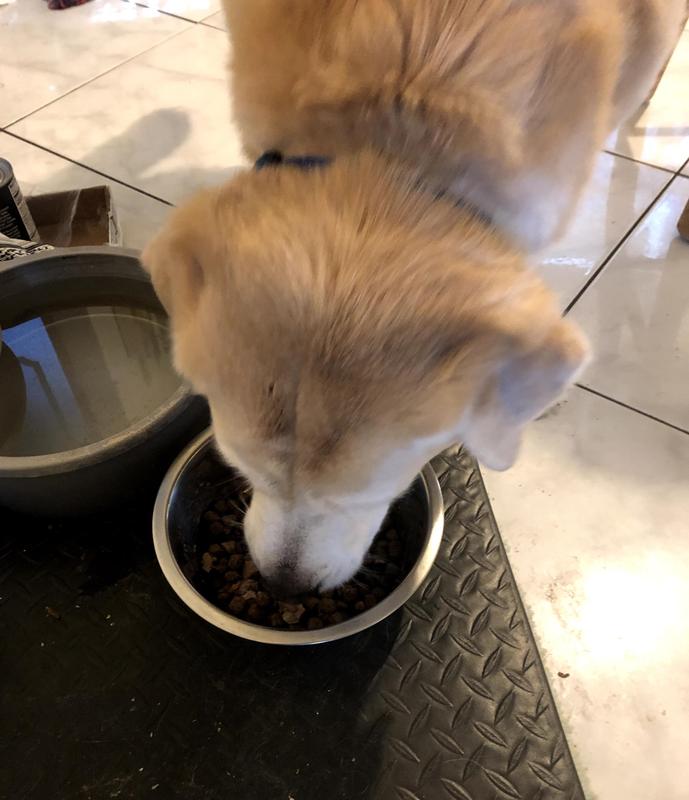 Our dog enjoying the food!