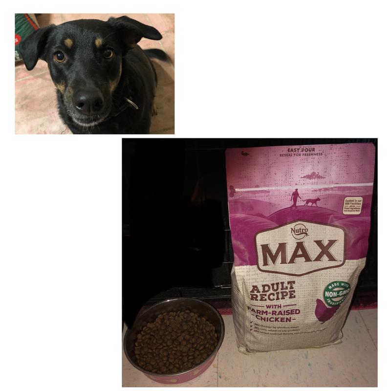 Nutro max clearance adult dog food