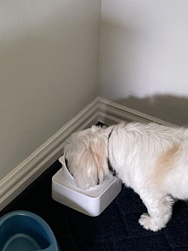 Taste of the Classics Variety Pack Filets in Gravy