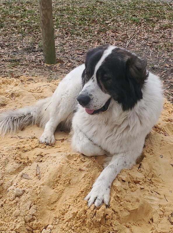 Our big beautiful boy, Titus!