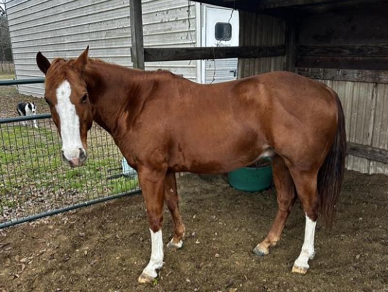 Harry after 60 days on Triumph Senior Feed