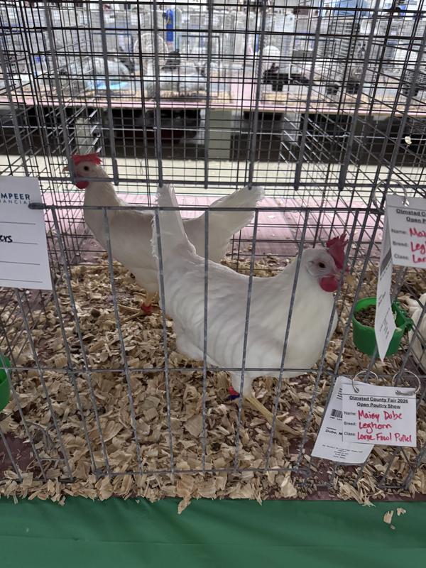 Grand champion white egg layers