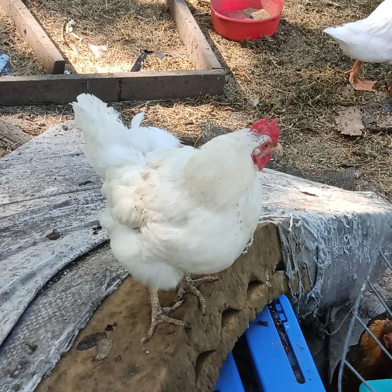 No more chickens jumping on the bed