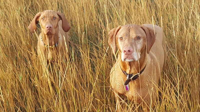 loyall active dog food