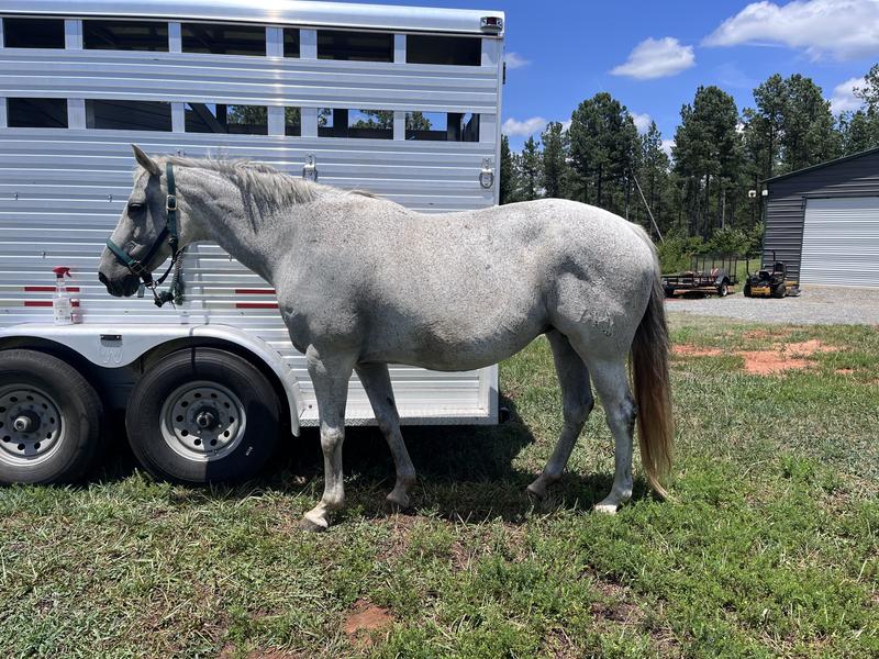 Older broodmare