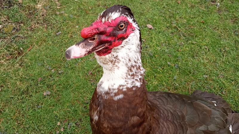 3D Fowl Farm's Mr.Studley