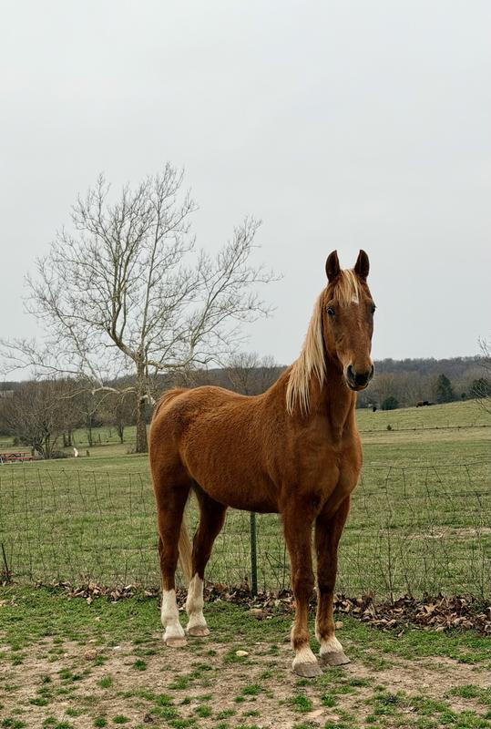 28 year old saddlebred mare