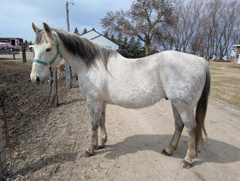 After feeding safe choice for a few years. Strong top line and good weight.