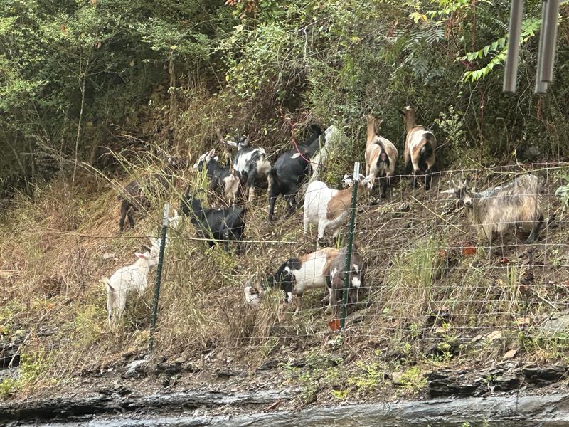 Goats looking good on Nutrena