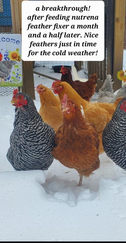 From sickly bird to healthy and lovely feathers