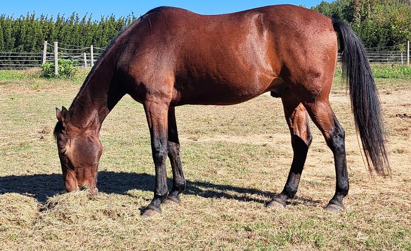 Standardbred after five months on Fiber Plus