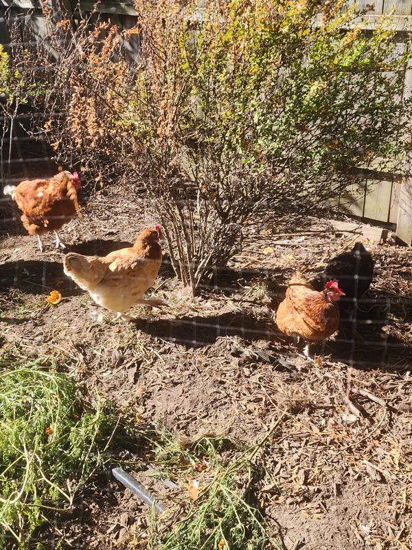 Lucy goosers the chick chick