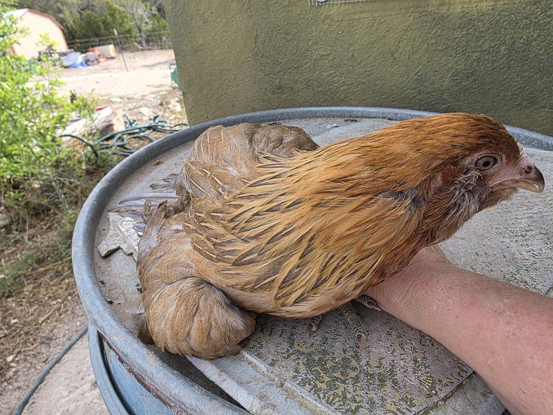 A few of my chicks at different ages