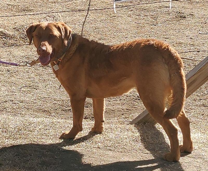 Wizard 2 years old